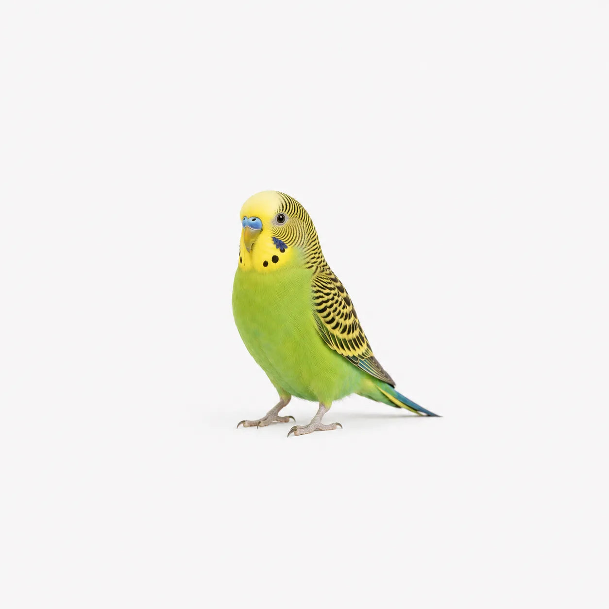 OISEAUX
